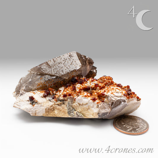 These gemmy Garnets are known as Spessartine Red Garnets, and they encrust and surround beautiful Smoky Quartz crystals on microcline feldspar matrices.  The mine these specimens come from is known for the beautiful blingy red- and orange-colored garnets that they yield. www.4crones.com