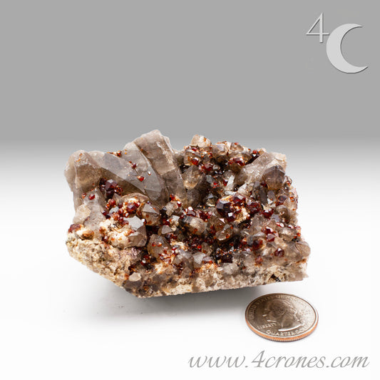 These gemmy Garnets are known as Spessartine Red Garnets, and they encrust and surround beautiful Smoky Quartz crystals on microcline feldspar matrices.  The mine these specimens come from is known for the beautiful blingy red- and orange-colored garnets that they yield. www.4crones.com