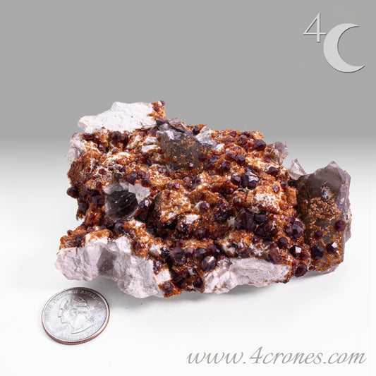 These gemmy Garnets are known as Spessartine Red Garnets, and they encrust and surround beautiful Smoky Quartz crystals on microcline feldspar matrices.  The mine these specimens come from is known for the beautiful blingy red- and orange-colored garnets that they yield. www.4crones.com